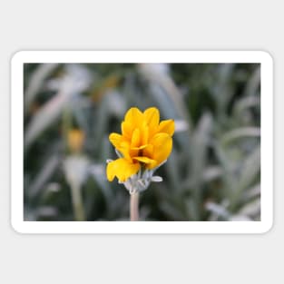 Yellow Flower Close-Up Photo Sticker